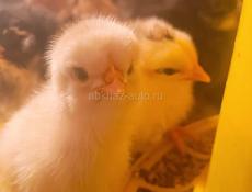 Цыплята