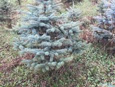 Туя. Голубая ель