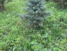 Туя. Голубая ель