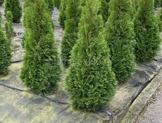 Туя. Голубая ель