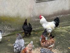 Продаю срочно курей с петухом 