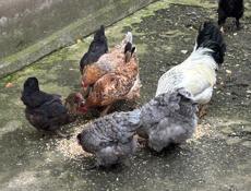 Продаю срочно курей с петухом 