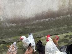 Продаю срочно курей с петухом 