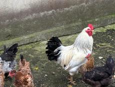 Продаю срочно курей с петухом 