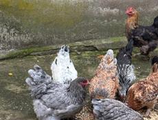 Продаю срочно курей с петухом 