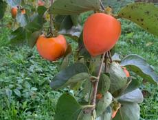 Продаю хурму 