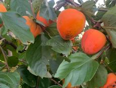 Продаю хурму 