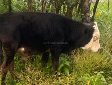 Продаю коров все вместе срочно 