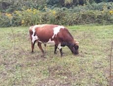 Продам корову и бычка