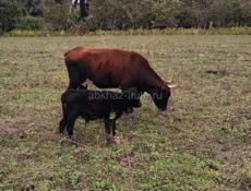 Продам корову и бычка