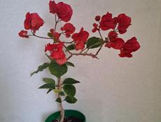 Бугенвиллия цветушая алая