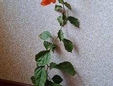 Бугенвиллия цветушая 