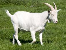 Срочно продам двух годичного козла