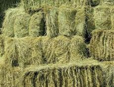 Сено в тюках