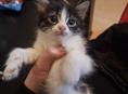 Отдаются котята в добрые руки