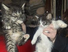 Отдаются котята в добрые руки