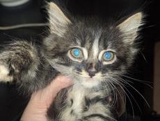 Отдаются котята в добрые руки