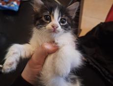 Отдаются котята в добрые руки