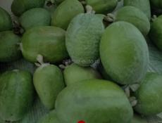 Продам Феихо