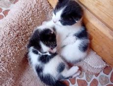 Забавные котята