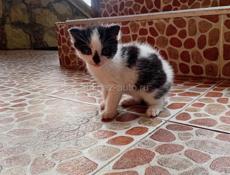 Забавные котята