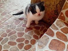 Забавные котята