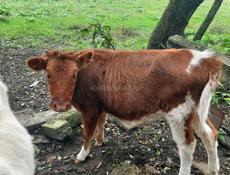 Продается годичная тёлка 