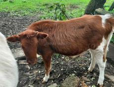Продается годичная тёлка 