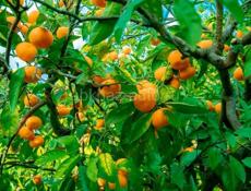 Продам мандарин