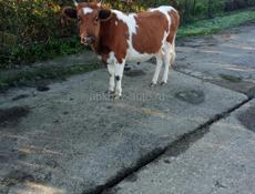 Продается Карова