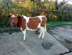 Продается Карова