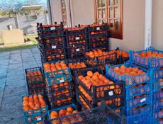 Продается хурма.