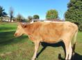 Продам корову