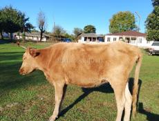 Продам корову