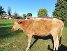 Продам корову