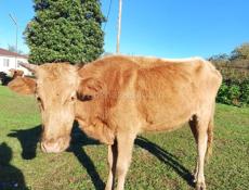 Продам корову