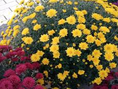 Хризантемы в продаже 