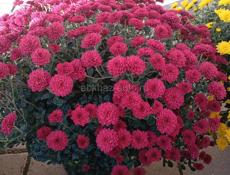 Хризантемы в продаже 