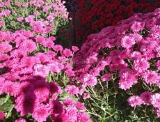 Хризантемы в продаже 