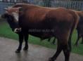 Продается бык 