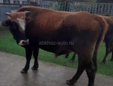 Продается бык 