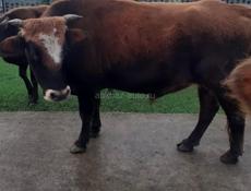 Продается бык 