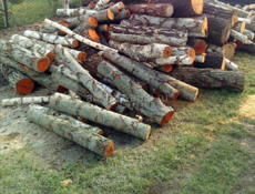 Продаю дрова 🪵 ольха порезаны по Полтара метра ! Целый КамАЗ дров привезу куда надо с Афона до Гагры !!! 35тысяч !