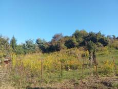 Дом с земельным участком 124 соток.