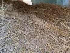 Продам сено