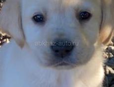 Продам щенков Лабрадора