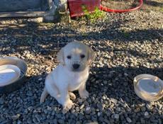 Продам щенков Лабрадора