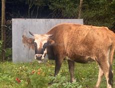 Продаю корову с теленком