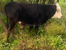 Продаю корову с теленком