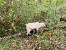 Продам козла